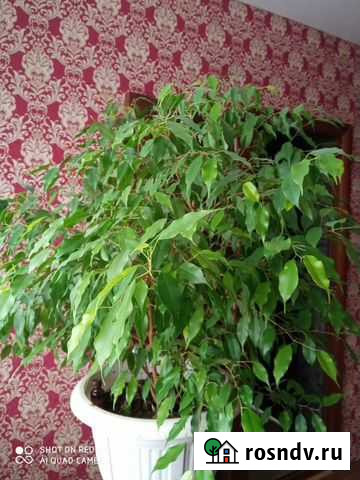 Фикус бенджамина Казань - изображение 1