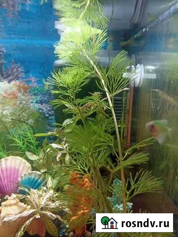 Кабомба аквариумное растение Всеволожск - изображение 1