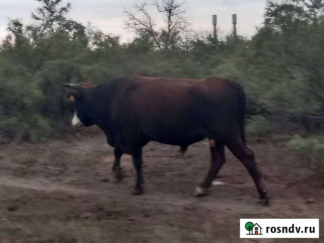Корова Оранжереи - изображение 1