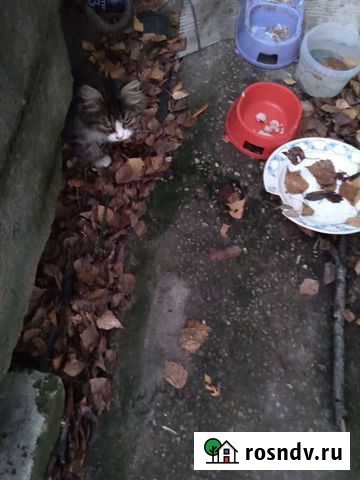 Подари котятам дом Ковров - изображение 1