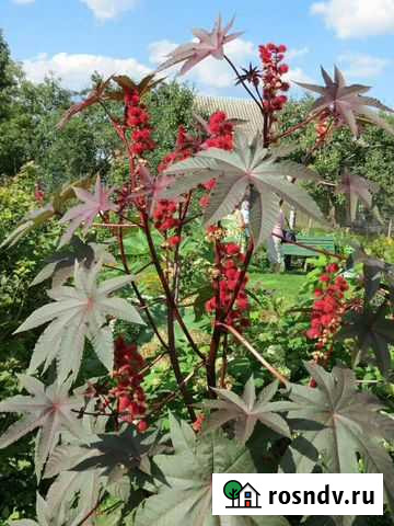 Клещевина Белгород - изображение 1