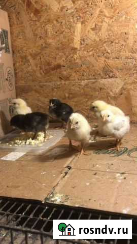 Цыплята Новосибирск - изображение 1