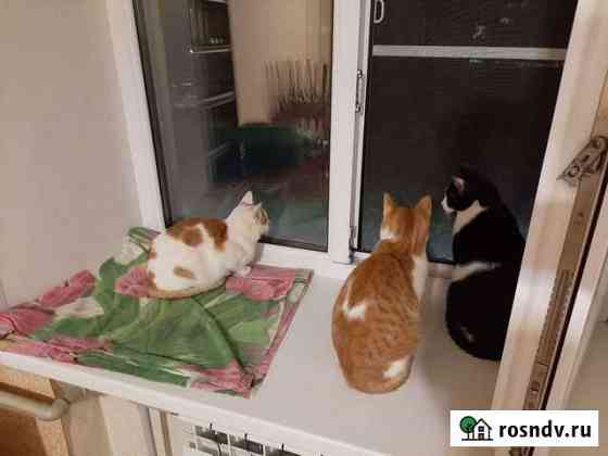 Котята в добрые руки Нижний Новгород