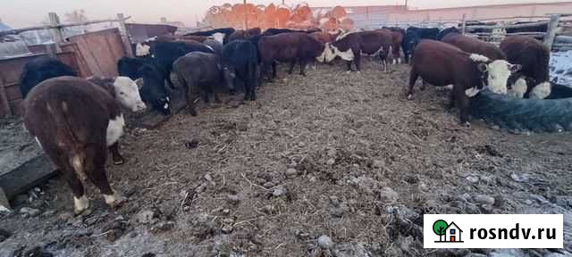 Быки герефорд, абердин-ангус Макушино - изображение 1