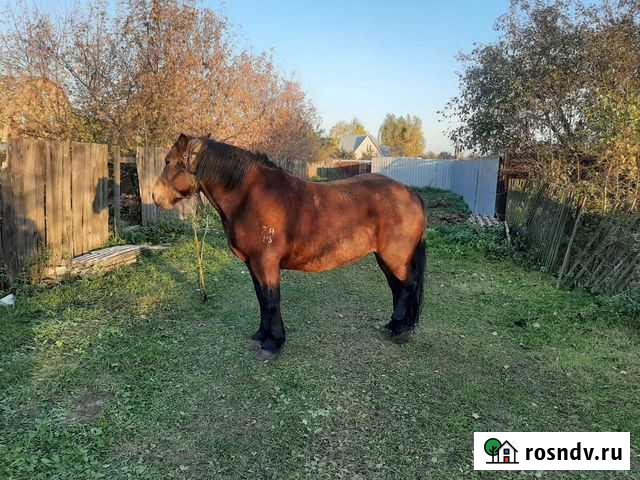 Лошадь Электроугли - изображение 1