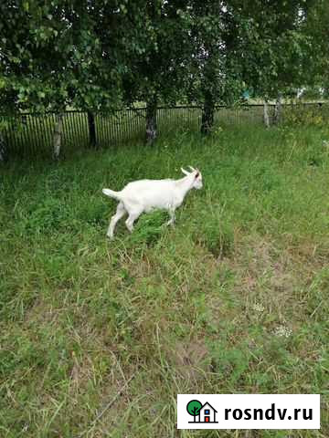 Козлята Полысаево - изображение 1