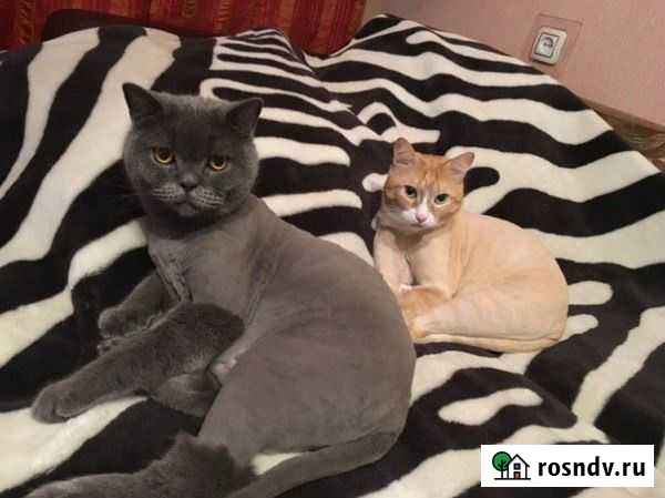 Стрижка кошек с выездом на дом Томск - изображение 1