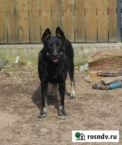 Просто красавица Калининград - изображение 1