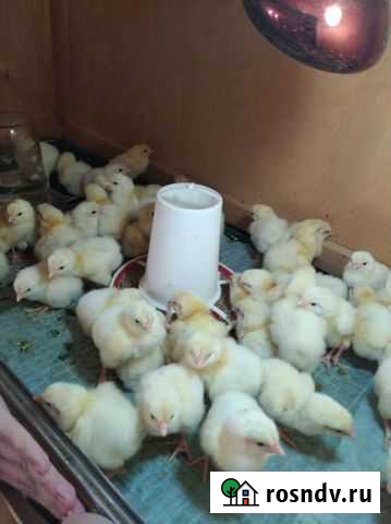 Суточный Бройлер Саратов - изображение 1