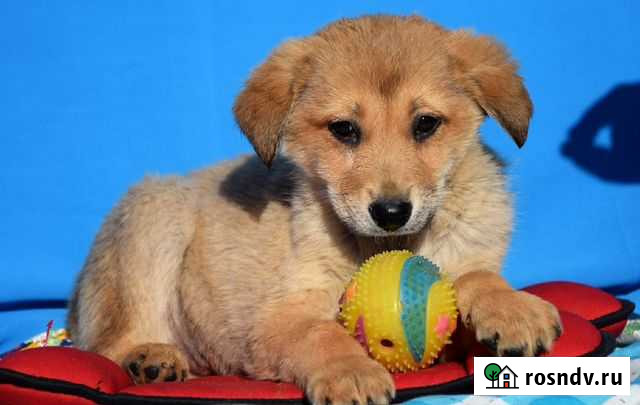 Маленький щенок Коломна - изображение 1