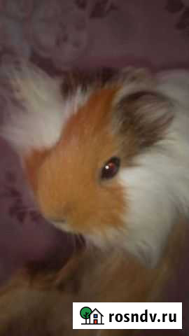 Морская свинка Абинск - изображение 1