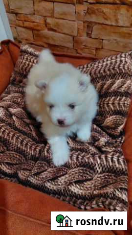 Немецкий шпиц Казань - изображение 1