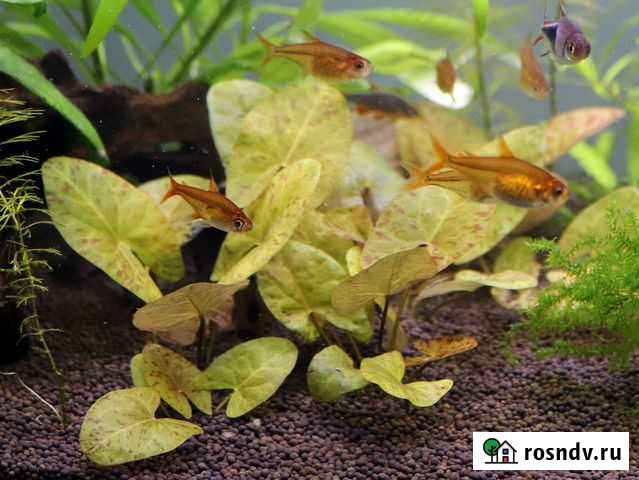 Аквариумные растения Волгоград - изображение 1