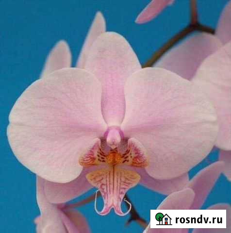 Орхидея Stars Humble Lady с цветоносом Мытищи - изображение 1