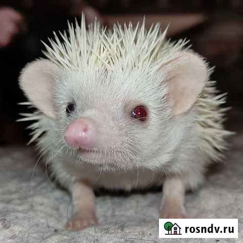 Африканский ежик Санкт-Петербург - изображение 1