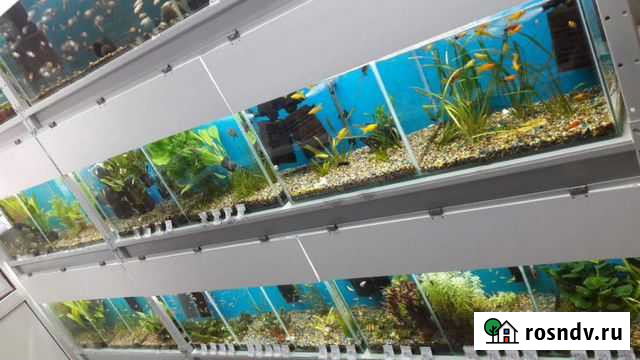 Аквариумные рыбки (более 50 видов) Благовещенск - изображение 1