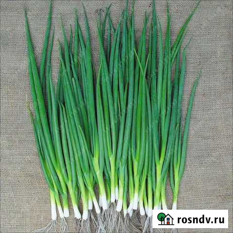 Лук зеленый Миасс - изображение 1