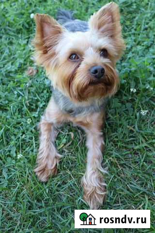 Вязка Йоркширский терьер Саранск - изображение 1