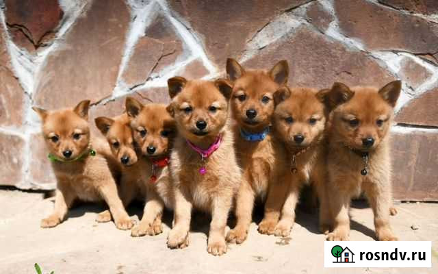 Щенки карело-финской лайки Санкт-Петербург - изображение 1
