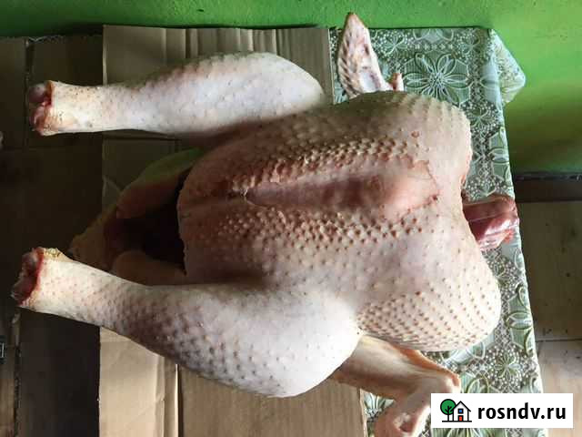 Домашняя тушенка из индейки Алатырь - изображение 1