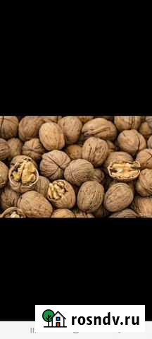 Орех грецкий Павловская - изображение 1