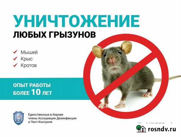 Уничтожение грызунов. Дератизация Киров - изображение 1