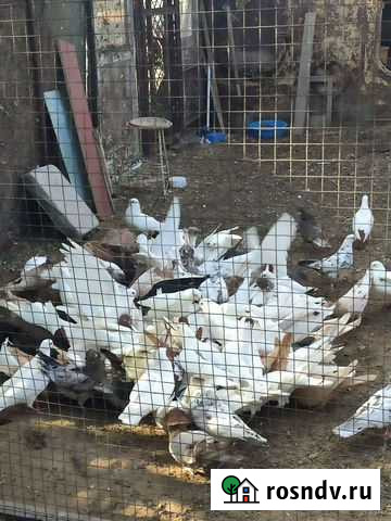Голуби Астрахань - изображение 1