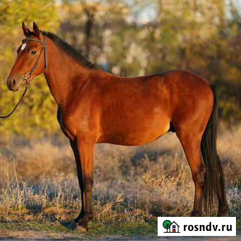 Лошади в спорт Волгоград - изображение 1