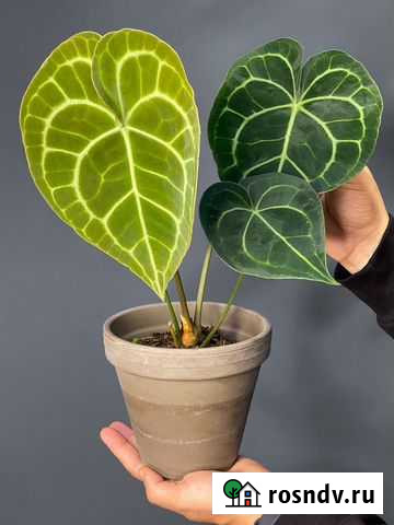 Редкий Антуриум Хрустальный Симферополь - изображение 1