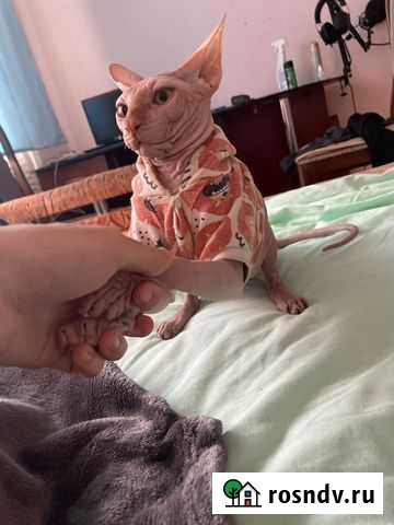 Курьер с QR-кодом Астрахань - изображение 1