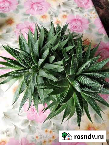 Алоэ (остистое, не лекарственное) Казань - изображение 1