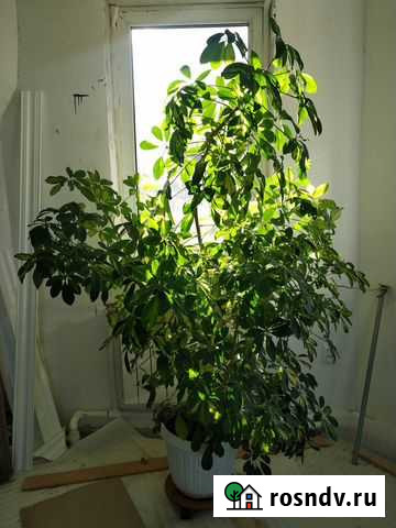 Шеффлера Кубинка - изображение 1