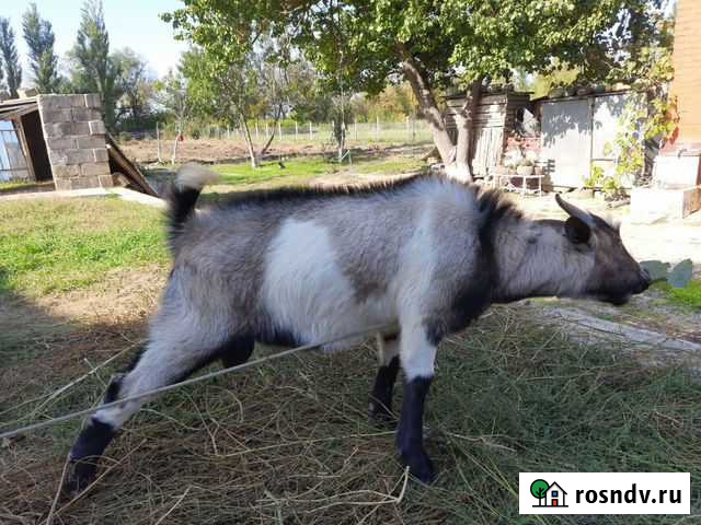 Козел альпийский Куруш - изображение 1