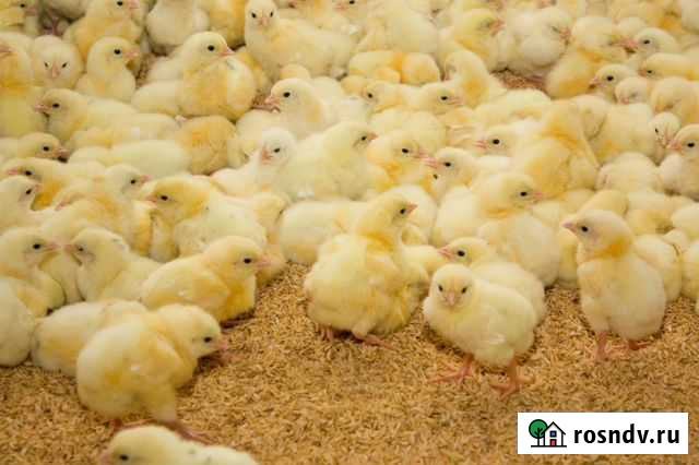 Бройлер Калач - изображение 1