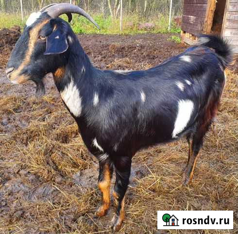 Козы дойные,козочка,гуси семья.Распродаю хозяйство Реммаш - изображение 1