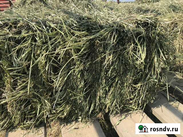 Сено многолетних трав Бронницы - изображение 1