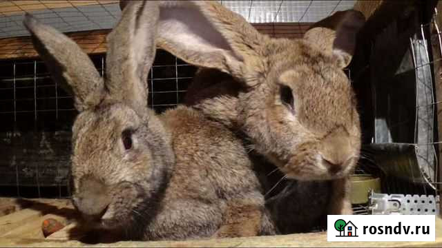 Кролики Ипатово - изображение 1