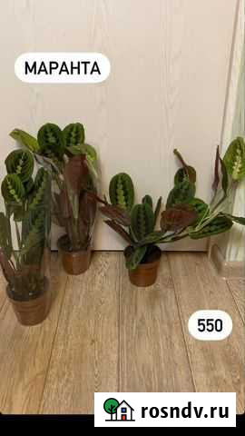 Маранта Нефтекамск - изображение 1