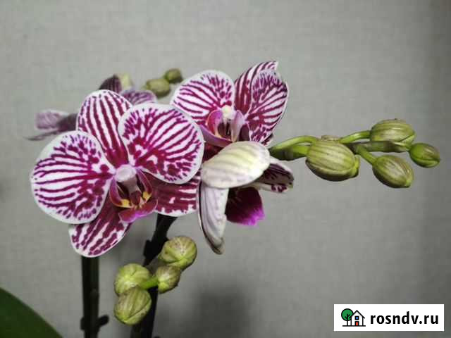 Орхидея фаленопсис Дзержинск - изображение 1
