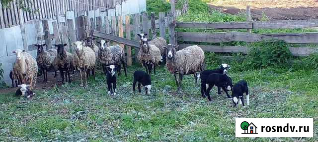 Бараны Юхнов - изображение 1