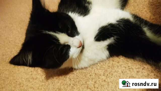 Котенок в добрые руки бесплатно Батайск - изображение 1