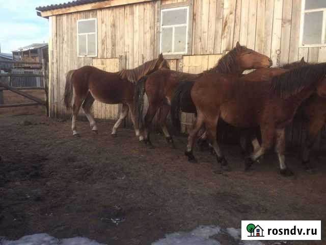 Жеребята Упорово - изображение 1