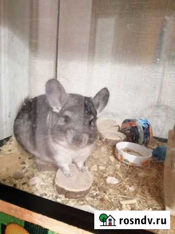 Шиншилла Воронеж - изображение 1