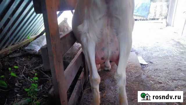 Дойные козы в Верхнебаканском Новороссийск - изображение 1