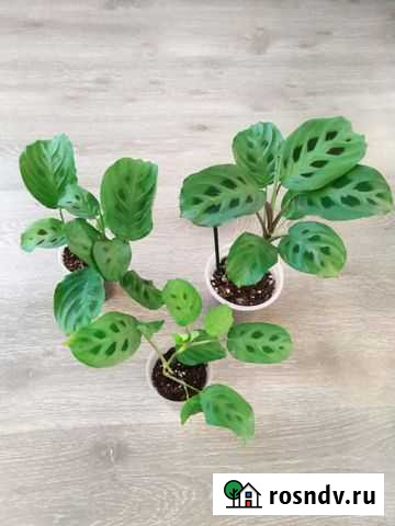 Маранта Воронеж - изображение 1