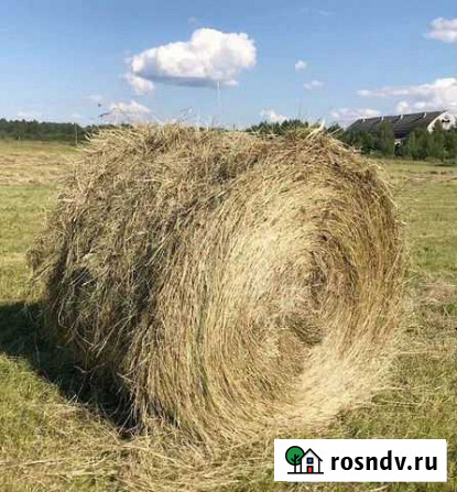 Сено в рулонах Муромцево - изображение 1