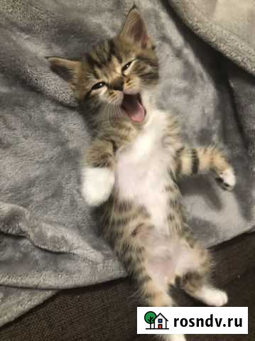 Котик Ижевск - изображение 1