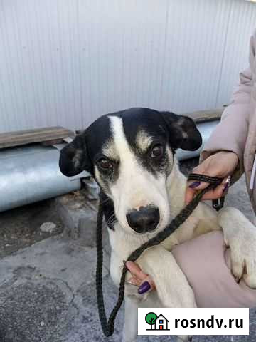 Собака Ульяновск - изображение 1