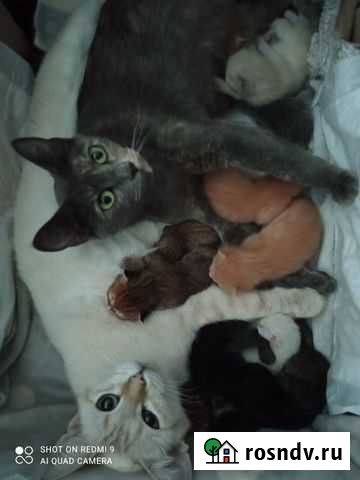 Котятки от двух кошек 2 девочки Тамбов - изображение 1