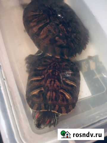 Красноухая черепаха Петрозаводск - изображение 1